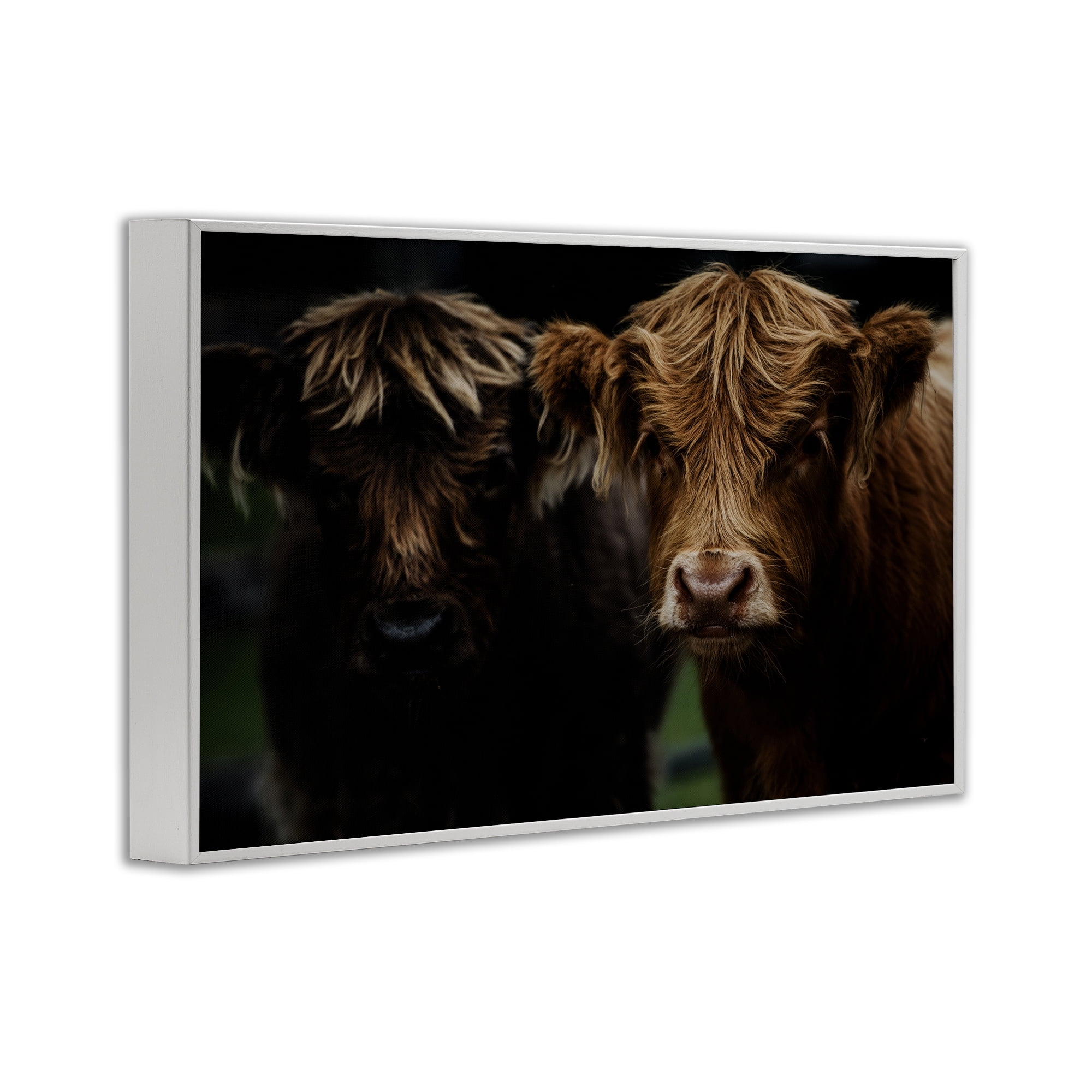Cow Faces Highland Pair White Framed Giclee Art, design by Amy Carroll