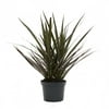 Live Indoor 14in. Tall Multi-color Madagascar Dragon Tree; Bright, Indirect Sunlight Plant in 6in. Grower Pot
