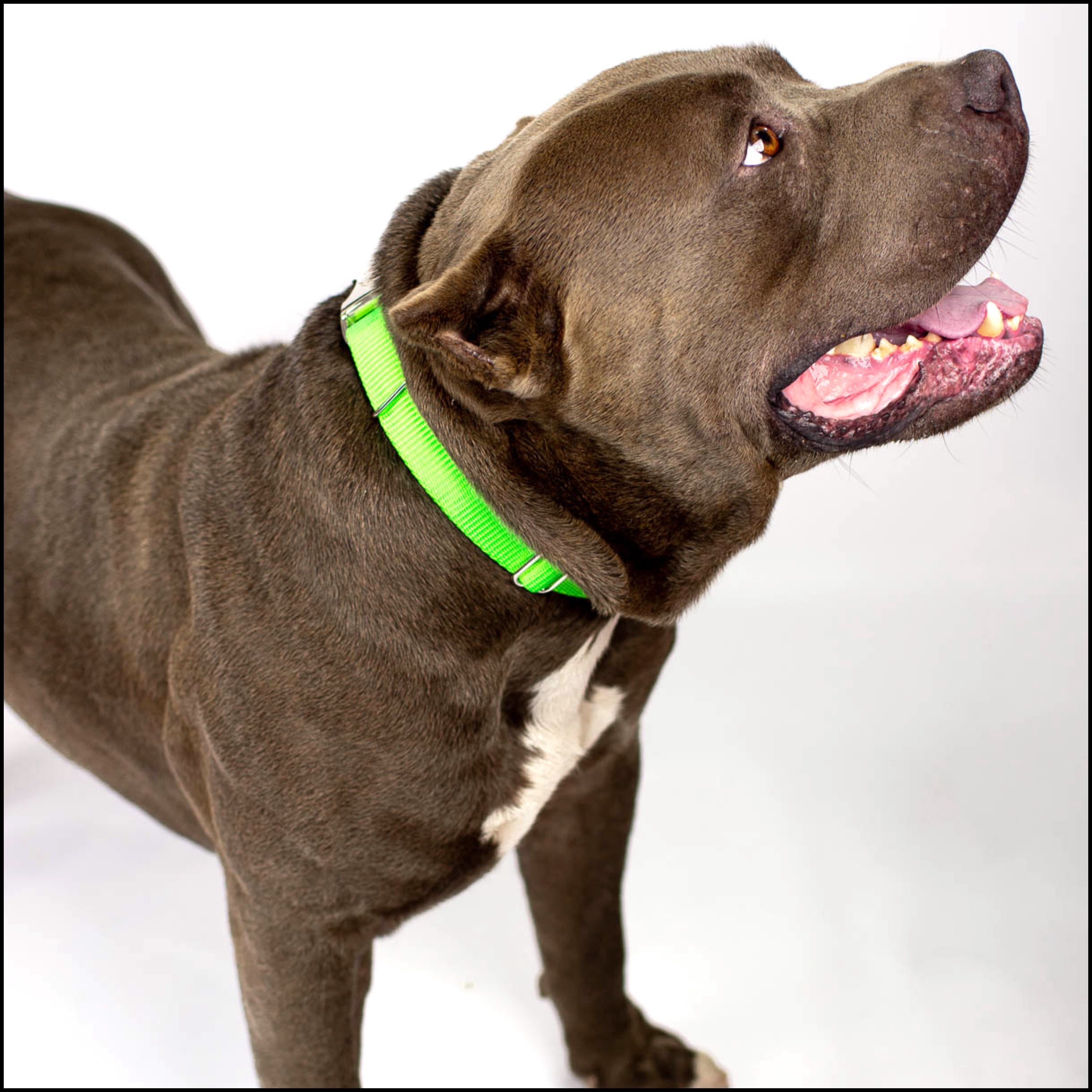 Country Brook Petz® Premium Nylon Dog Collar with Metal Buckle for Small Medium Large Breeds (Large, 1 Inch, Hot Lime Green)
