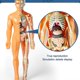 thumbnail image 5 of 26-27 3D Human Body Torso Model for Kid Anatomy Model Skeleton,Removable Parts Toy Kit, 5 of 5