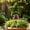 Green-06 Home Decor, variant on JJV 360 Degree Automatic Rotating Plastic Garden Water Sprinkler with Small Spray Head for Lawn Plants Flower Vegetable Irrigation Quiet Operation 5x5x9 Inch