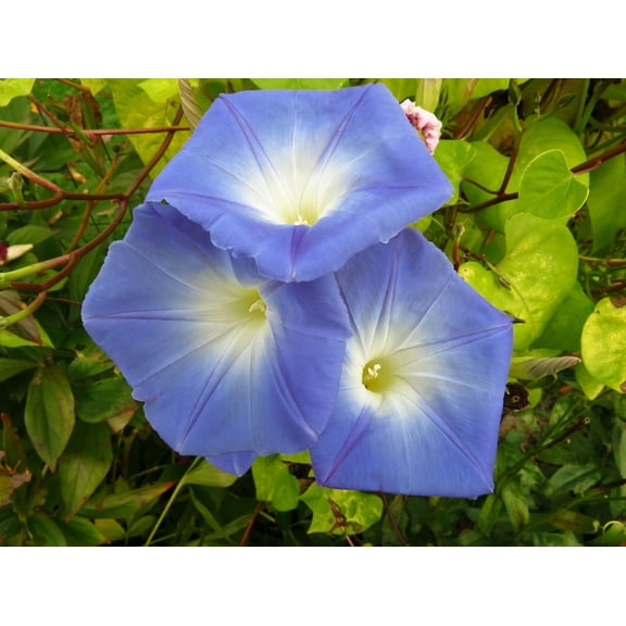 Morning Glory Tall Mix Seeds/Annual/Full Sun/40 Seeds 2 Grams/Zellajake Farm and Garden - B329