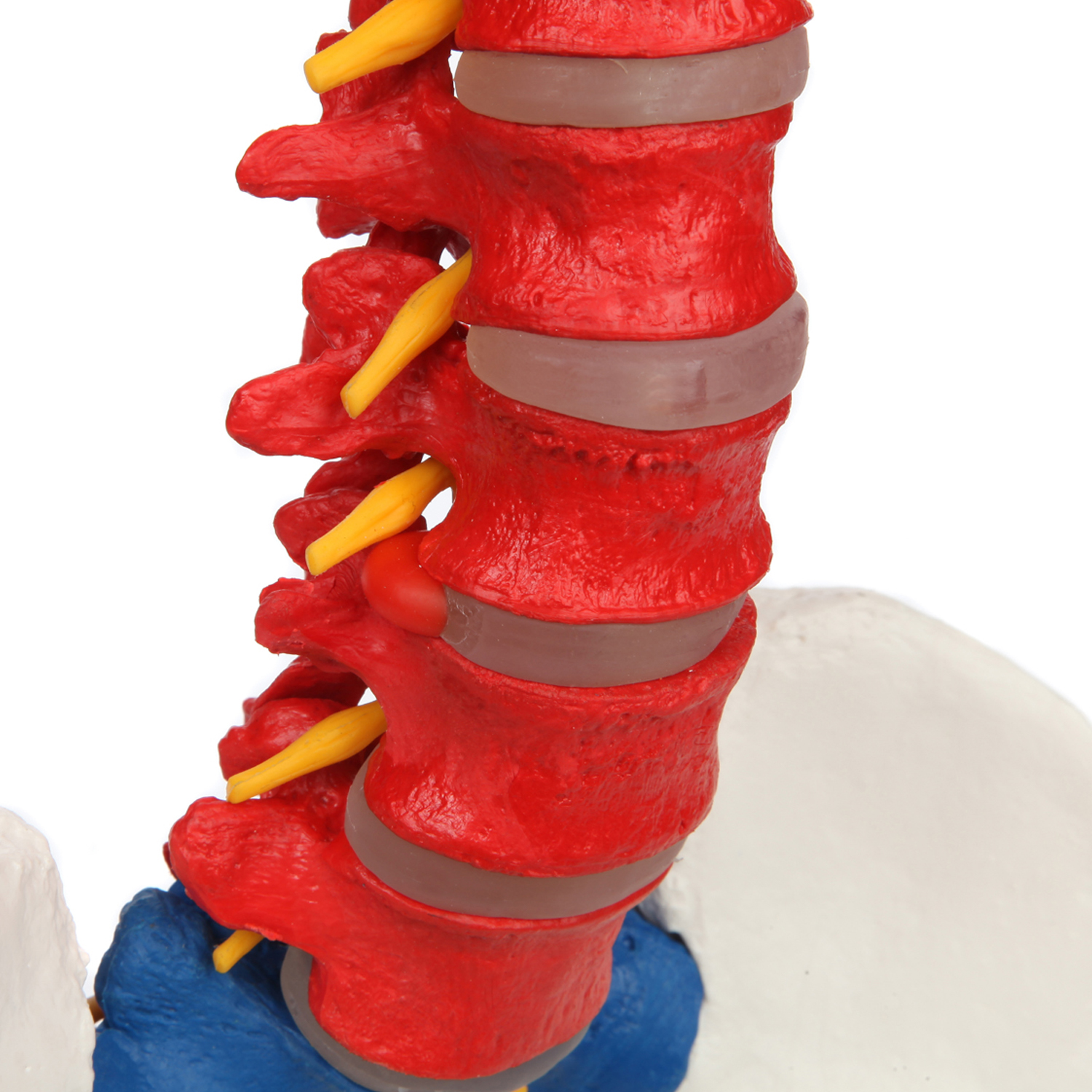 Buy Axis Scientific Flexible Spine Model, 31 Life Size Didactic Spinal