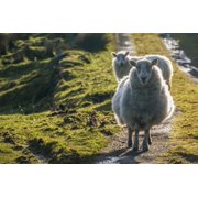 Sheep walking on path Ballinskelligs County Kerry Ireland UK Canvas Art - James Sparshatt Design Pics (38 x 24)