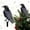 U, variant on Spooky Halloween Crow Decorations with Realistic Black Bird Design - Yard Stake for Garden Party and Christmas Tree Topper Outdoor Ornaments for Themed Display X
