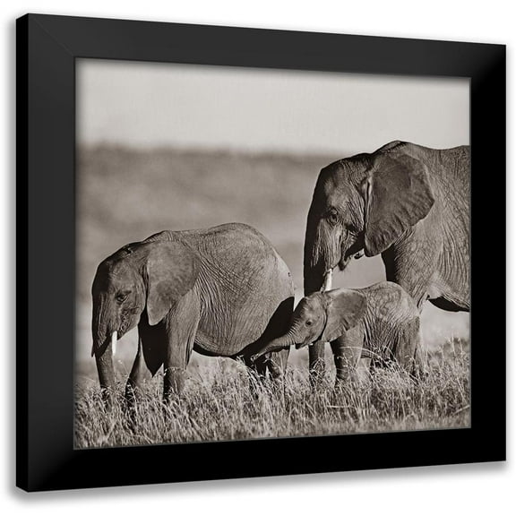 Fitzharris, Tim 12x12 Black Modern Framed Museum Art Print Titled - African elephants-Masai National Reserve-Kenya Sepia