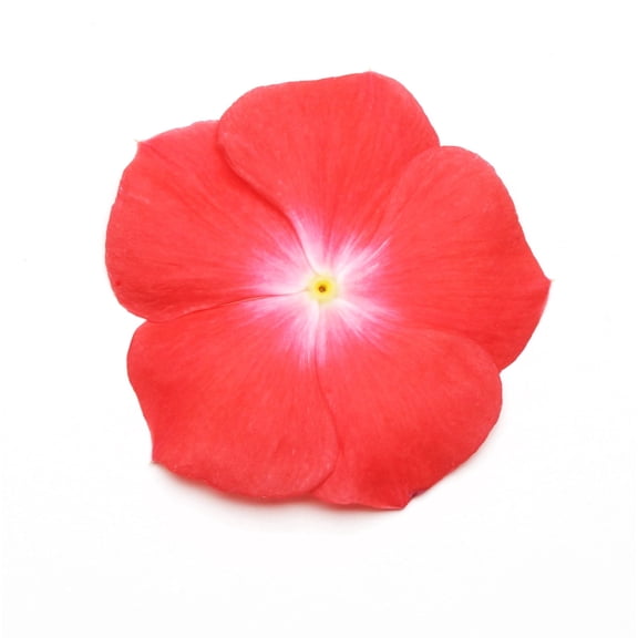 Vinca Flower Garden Seeds - Pacifica XP Series - Orange - 1000 Seeds - Annual Flower Gardening Seed