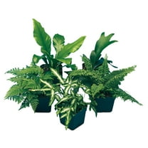 Carolina Biological Supply Company Tropical Fern Set Live Plants in 6" Grower Pots (5 Count)