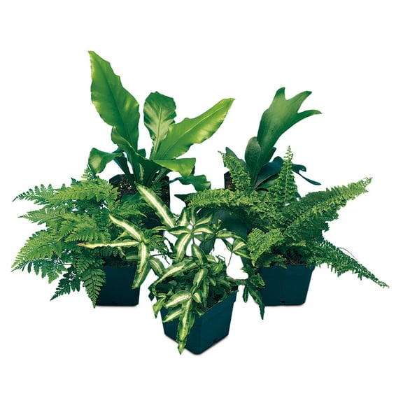 Carolina Biological Supply Company Tropical Fern Set Live Plants in 6" Grower Pots (5 Count)