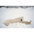 thumbnail image 2 of Jaynes Gallery 18x13 Gold Ornate Wood Framed with Double Matting Museum Art Print Titled - Canada-Manitoba-Churchill Polar bear resting in snow, 2 of 4
