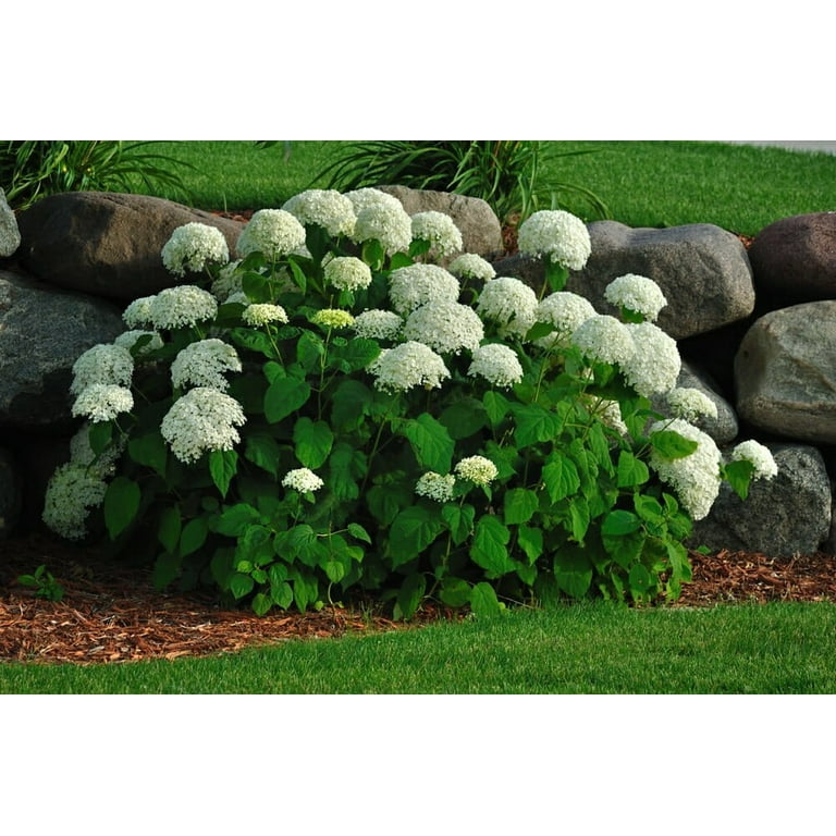 Expert Gardener 2.5QT Filtered Sun Flowering Hydrangea Shrub