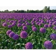 thumbnail image 2 of 5 Giant Allium Bulbs for Planting, Gladiator Allium , Ornamental Onion Plant, Giant Globe Blooms, Fall Flowering, Purple Flower Plant Easy Grow, 2 of 5