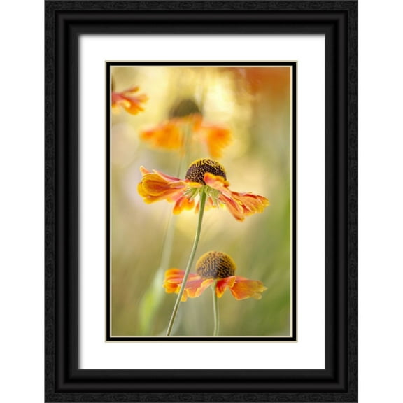 Disher, Mandy 11x14 Black Ornate Wood Framed with Double Matting Museum Art Print Titled - Helenium