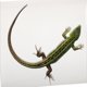 thumbnail image 4 of Eva Reptile alfombra tortuga alfombra alfombra de reptil de reptilium de reptilium, 4 of 6