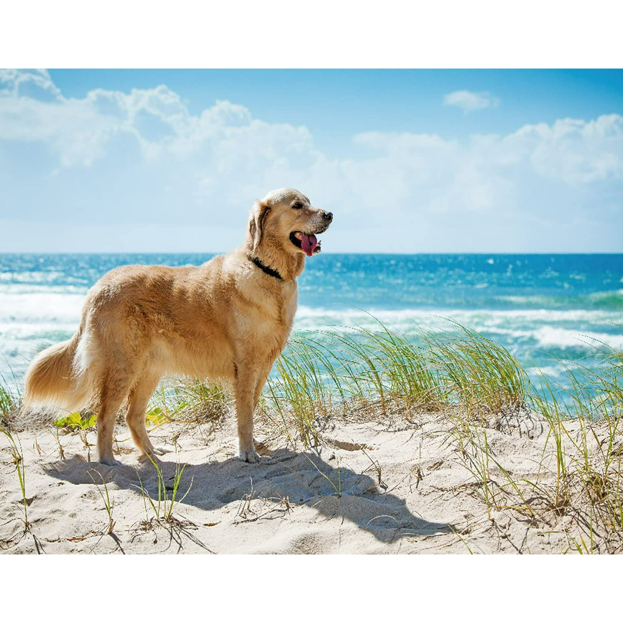 Are Dogs Allowed At Kits Beach