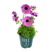 Better Homes & Gardens Lavender Anemone Plants, Garden Outdoor Plants, 2 Qt Pot, Full Sun