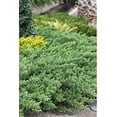 thumbnail image 5 of Juniper Parsoni - 20 Live Plants - Juniperus Squamata Expansa Parsons - Drought Tolerant Cold Hardy Evergreen Ground Cover, 5 of 9