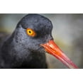thumbnail image 2 of Paulson, Don 14x11 White Modern Wood Framed Museum Art Print Titled - Alaska, Glacier Bay NP Black oyster catcher bird, 2 of 4