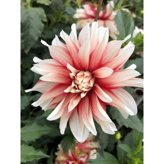 Catching Fire Decorative Dahlia - 2 Root Clumps