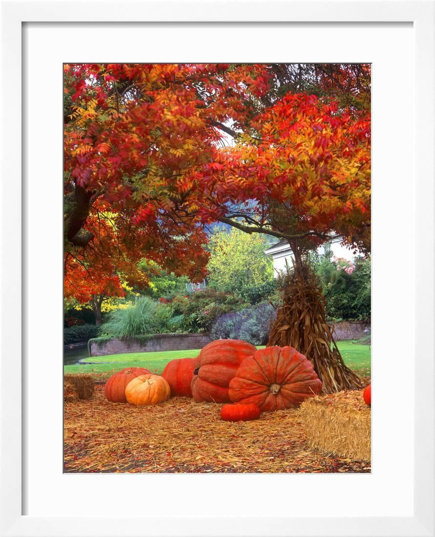 Halloween Decorations Of Pumpkins And Corn Stalks In Front Of A