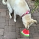 thumbnail image 5 of Uds. Juguete para perros con forma de fruta, juguete para perros con forma de comida, juguete para cachorros con chirrido, 5 of 5