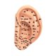 thumbnail image 4 of Modelo de acupuntura de oído Reflexología ACUPOINTER Aprendizaje Muestra de estudio multifuncional Accesorios escolares de ACUPOINT ACUPOINT AURICULAR 13 cm, 4 of 8