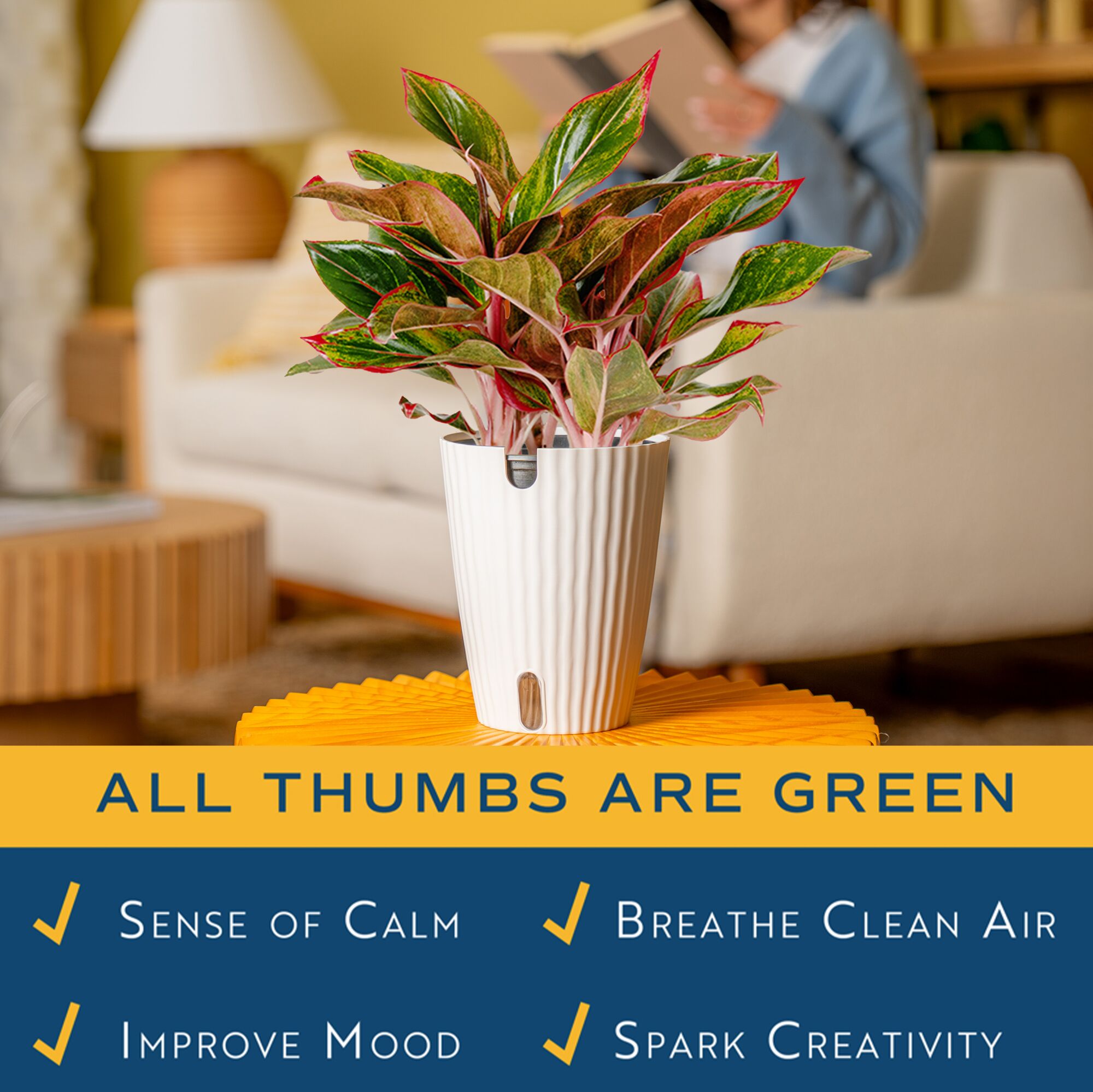 Costa Farms 14" Aglaonema Chinese Evergreen Live House Plants in 5" Self-Watering Planter