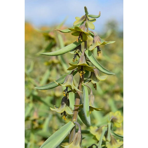 Fritillaria 'Green Eyes' - Persian Lily - Fritillaria sewerzowii - 20/  cm Bulb - 1 Bulb
