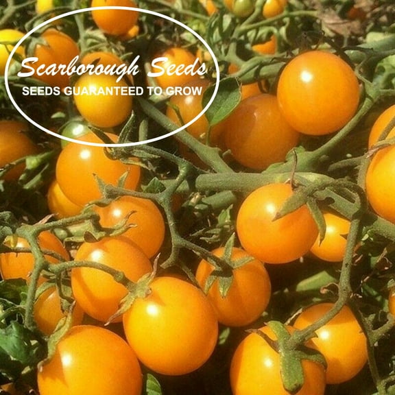 SCARBOROUGH SEEDS Gold Nugget Tomato Seeds 100 SEEDS - Non-GMO