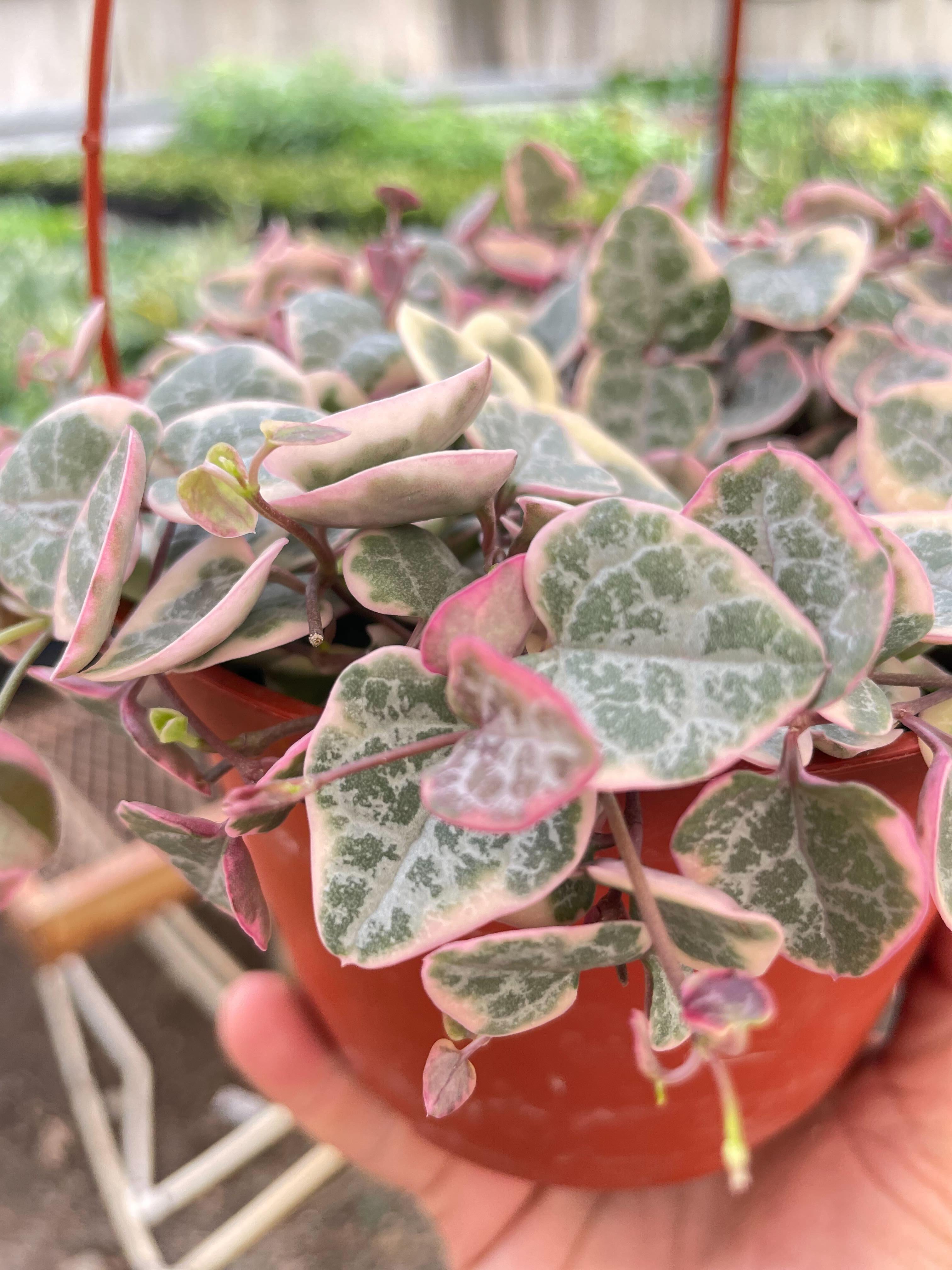 Variegated String of Hearts Succulent - Live Air-Purifying Indoor Plant in Nursery Pot – Easy Care, Low Maintenance Houseplant for Home & Office Decor, Natural Air Cleaner, Best for Beginners (4"Pot)