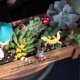thumbnail image 4 of 2pcs Simulation Lizard Figurine Lizard Figure Lizard Toy Simulation Animal Model Prank Props, 4 of 4