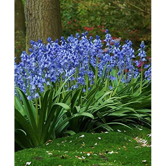 HYACINTHOIDES HISPANICA (10 Blue BULBS)A.K.A Wood Hyacinth or Spanish Bluebells