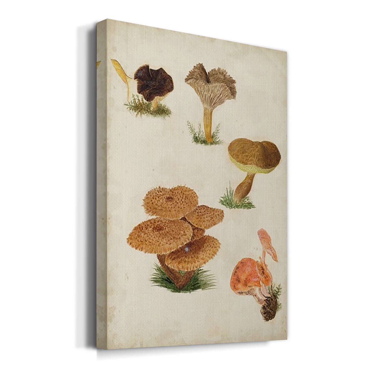 Mushroom Species V Premium Gallery Wrapped Canvas - Ready to Hang