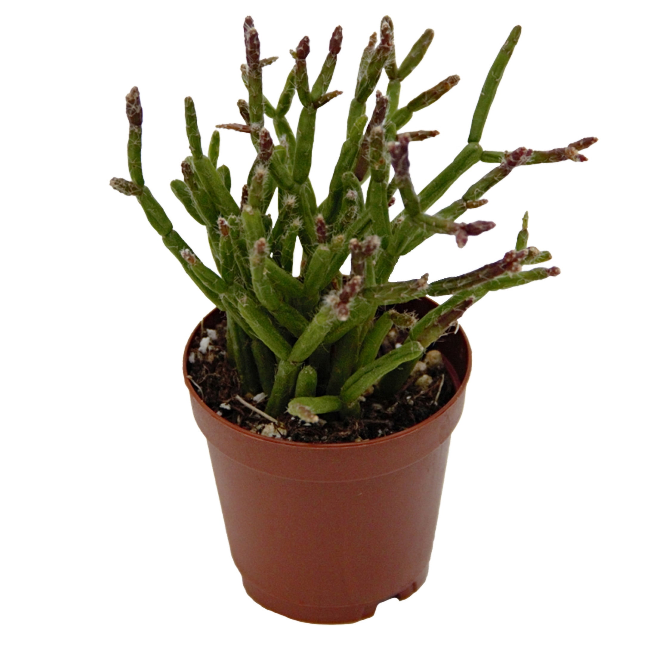 ReptiCulture Assorted Rhipsalis Tropical 2" Pot 3 pk