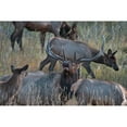thumbnail image 3 of Fitzharris, Tim 14x11 Black Modern Framed Museum Art Print Titled - Bull elk bugling with harem-Colorado, 3 of 5
