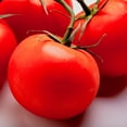 thumbnail image 1 of Mountain Pride F1 Hybrid Tomato Seeds - 1 Lb Bulk ~120K Seeds - Farm & Market Garden - Non-GMO, Hybrid Vegetable Garden Seeds - High Altitude, Determinate, 1 of 2