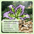 thumbnail image 4 of Lily Bulbs,Low Maintenance - Easy Grow - Ideal For Beds Borders, Plant Pots & Planters, 4 of 5