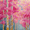 Birch, variant on Pink Orange Tiger Canvas Print, Boho Animal Poster, Trendy Preppy Room Wall Decor