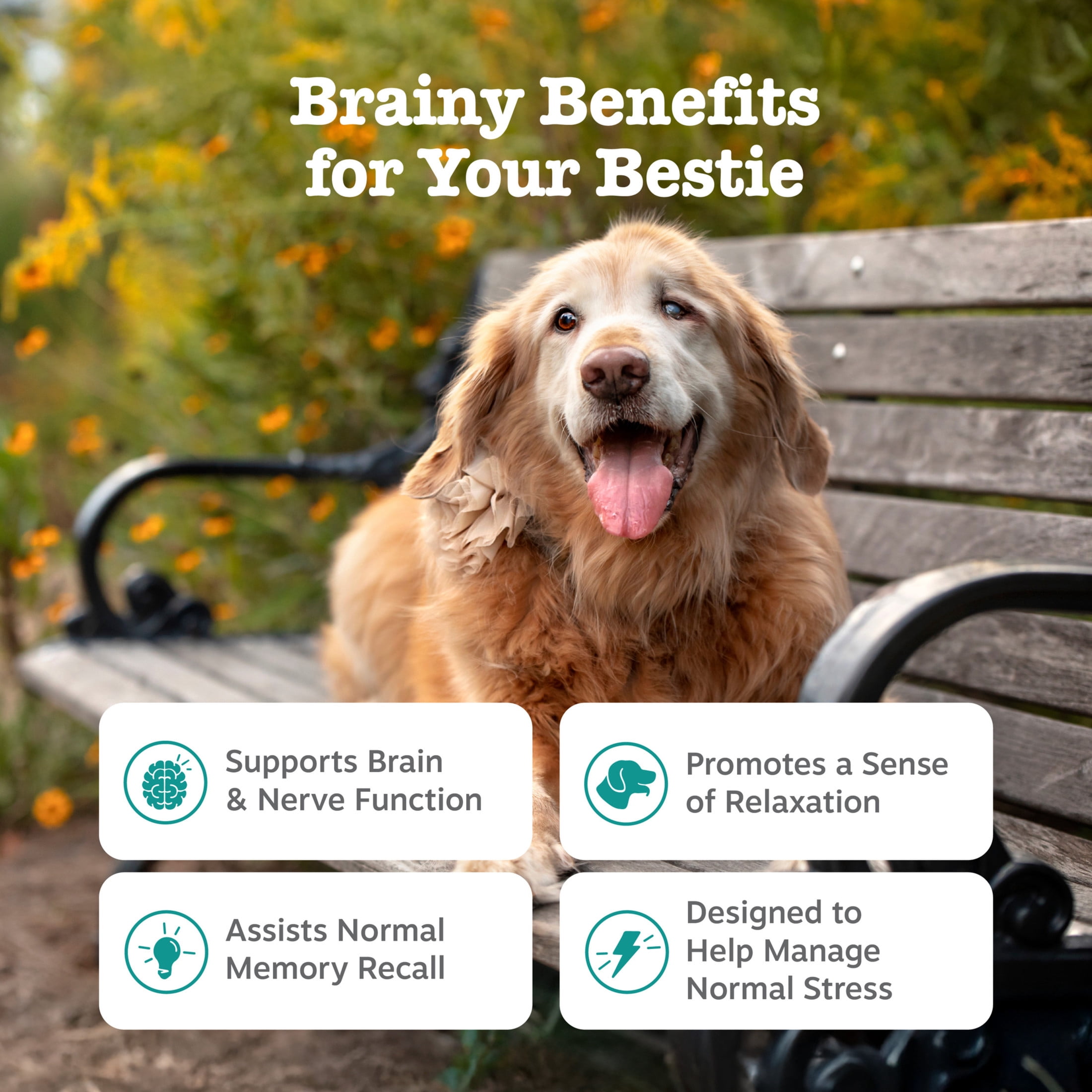 Zesty Paws Senior Advanced Cognition Bites Chicken Flavor Dog Supplement, 90 Count