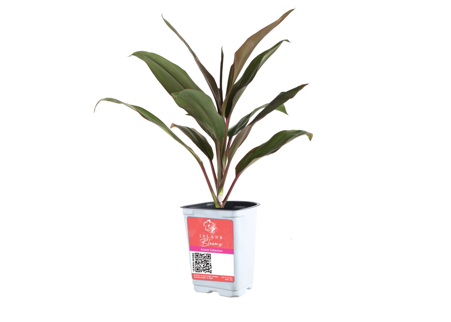 (5 pack) Island Blooms Cordyline Plant, Live Outdoor Foliage, 16-Inch Tall, 1.5-Pint Pot