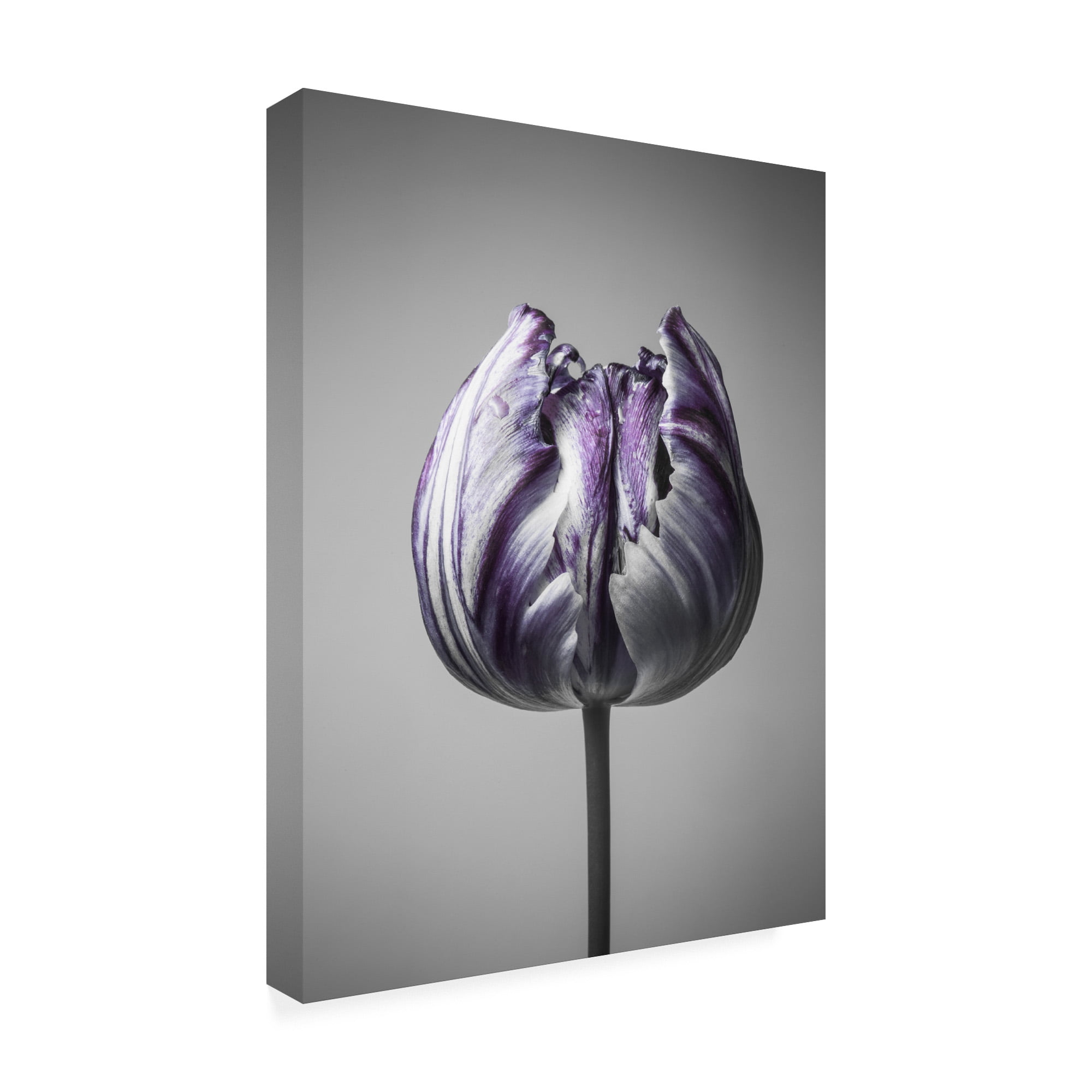 Trademark Fine Art 'Baroque 5 Fabrikken' Canvas Art by Design Fabrikken