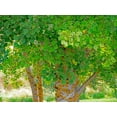 thumbnail image 2 of Gulin, Sylvia 18x15 Black Ornate Wood Framed with Double Matting Museum Art Print Titled - USA-Washington State-Bellevue Ginkgo Tree green leaves, 2 of 4
