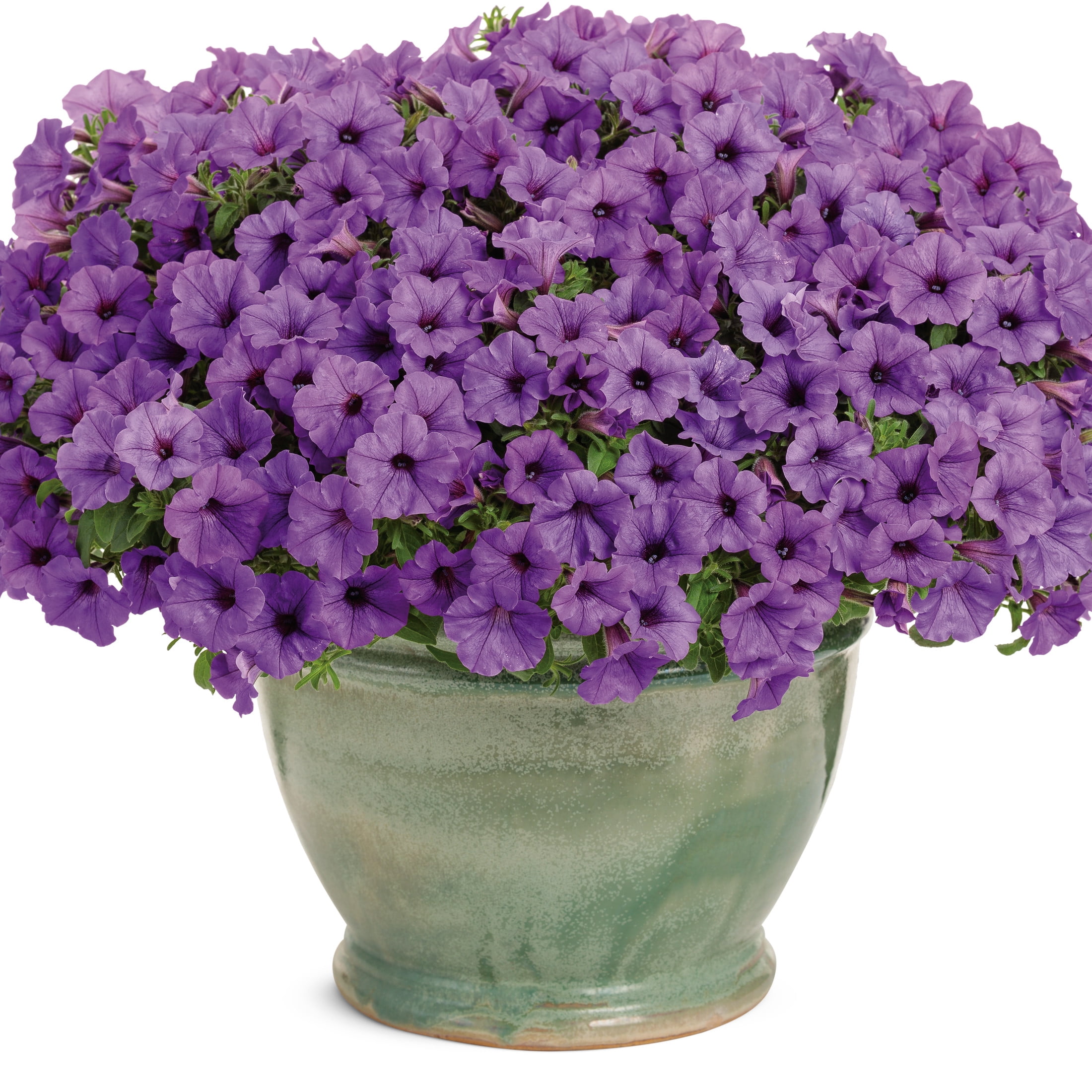 Proven Winners 4" Blue Supertunia Mini Vista Indigo Petunia Live Plant in 4.25" Pot (4 Count)