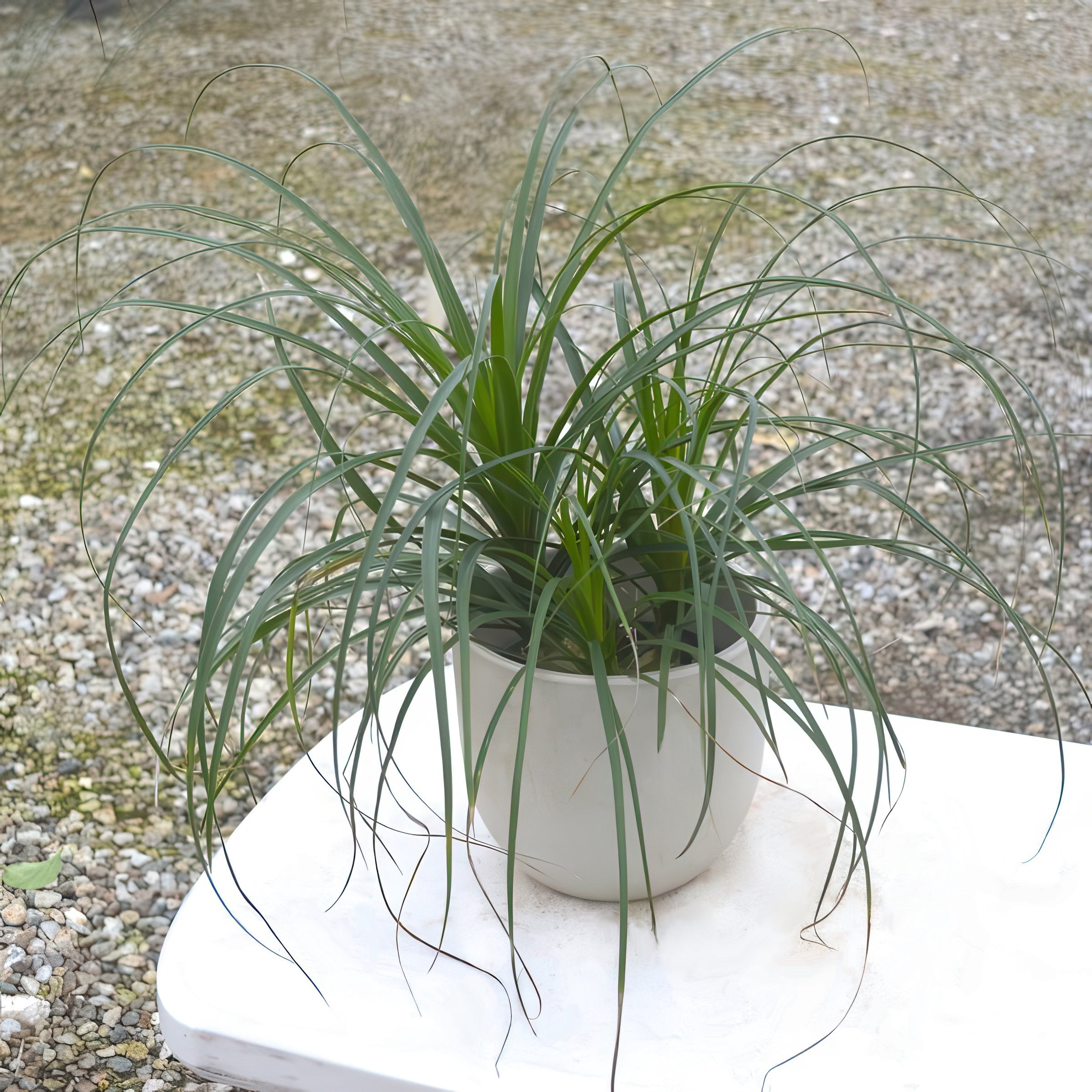 4 in. Ponytail Palm Plant in Grower Container (3-Pack)