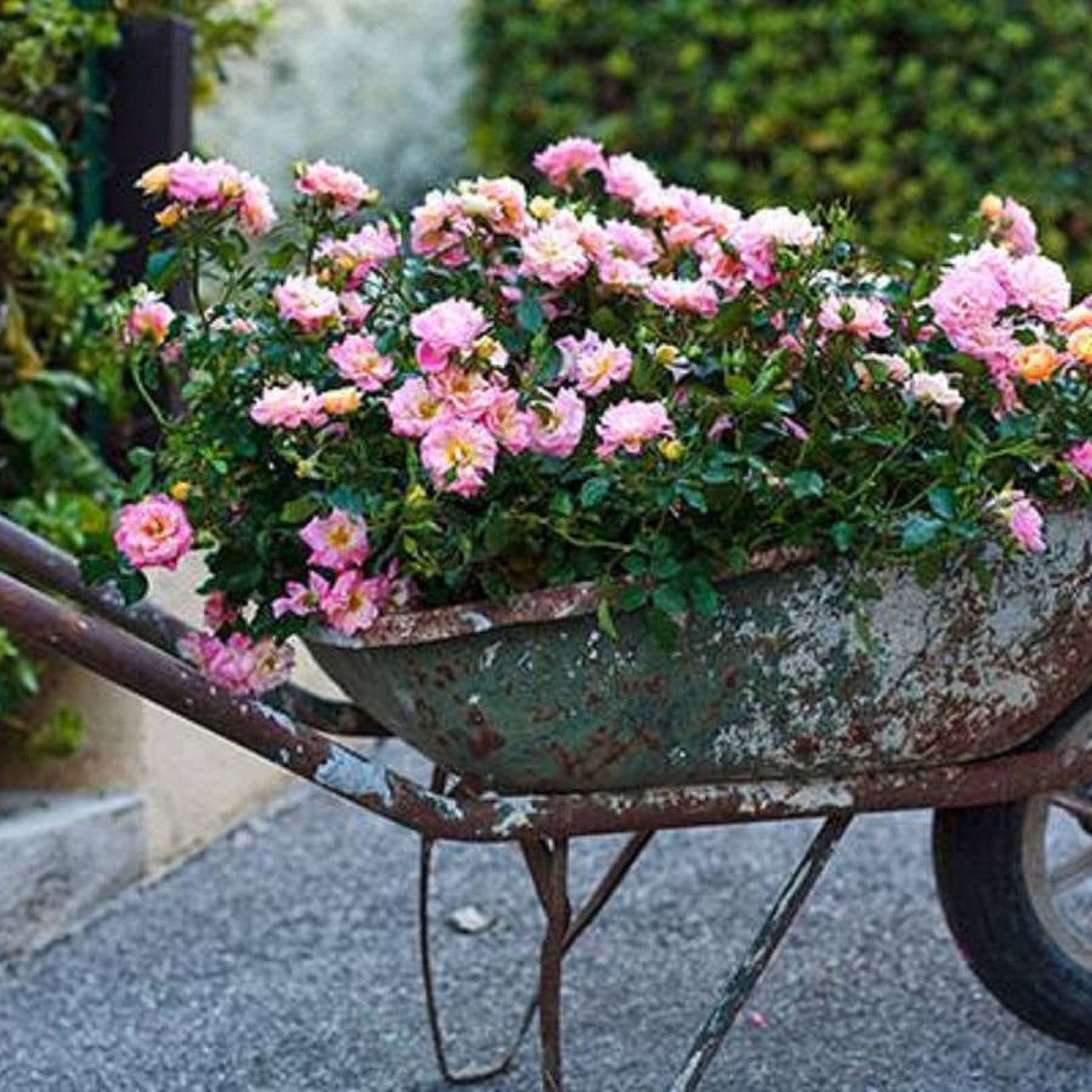 Peach Drift Rose (1 Gallon) Low-Growing Groundcover Deciduous Flowering Shrub - Full Sun Live Outdoor Plant