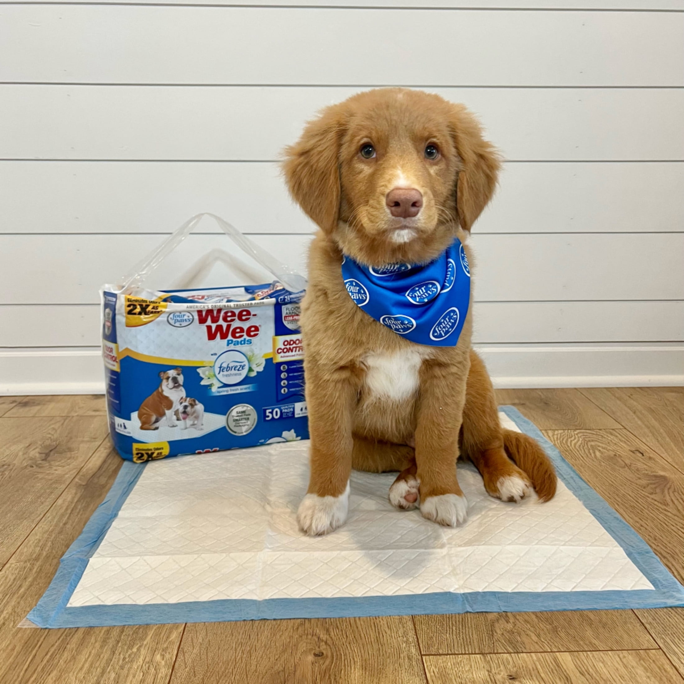 Four Paws Wee-Wee Odor Control Dog Training Pads with Febreze Freshness 22" x 23" (150 Count)