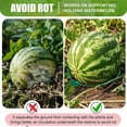 thumbnail image 3 of Pumpkin Support , Stable 10Pcs Reusable PP Melon  Stand  for Garden, 3 of 8
