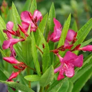 AUSTIN PRETTY LIMITS - Nerium Oleander - Proven Winners - 4" Pot