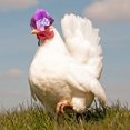 thumbnail image 4 of LINMOUA Chicken Hats For Hen Small Funny Chicken Accessories Feather Top Hat, 4 of 4
