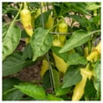 thumbnail image 3 of Everwilde Farms - 1/4 lb Santa Fe Grande Hot Pepper Seeds - Gold Vault Bulk Seed Packet, 3 of 3